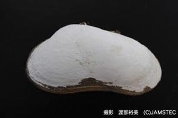 深海生物をスケッチしよう
